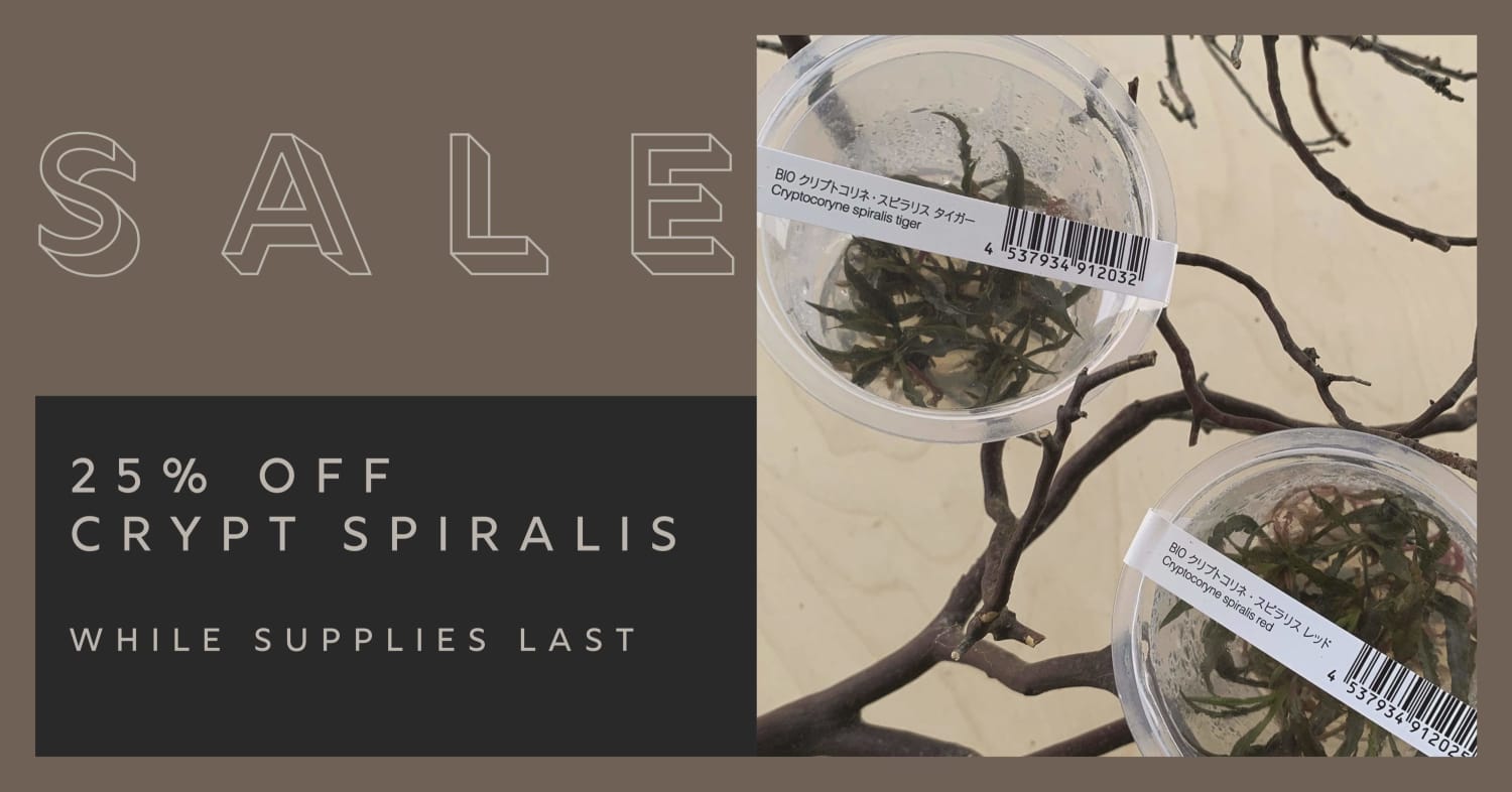 SALE | Crypt spiralis sp.