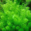 Myriophyllum sp. &#39;Guyana&#39;