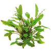 Cryptocoryne becketii