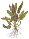 Cryptocoryne undulatus &#39;red&#39;