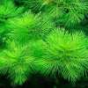 Myriophyllum mattogrossense