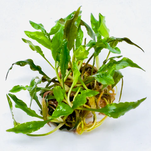 Cryptocoryne Spiralis CK