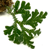 Selaginella Siamensis &#39;Peacock&#39;