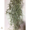 Terrestrial Plant Small (&lt;3&quot;) Tillandsia Air Plant