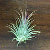 Terrestrial Plant Small (&lt;3&quot;) Tillandsia Air Plant