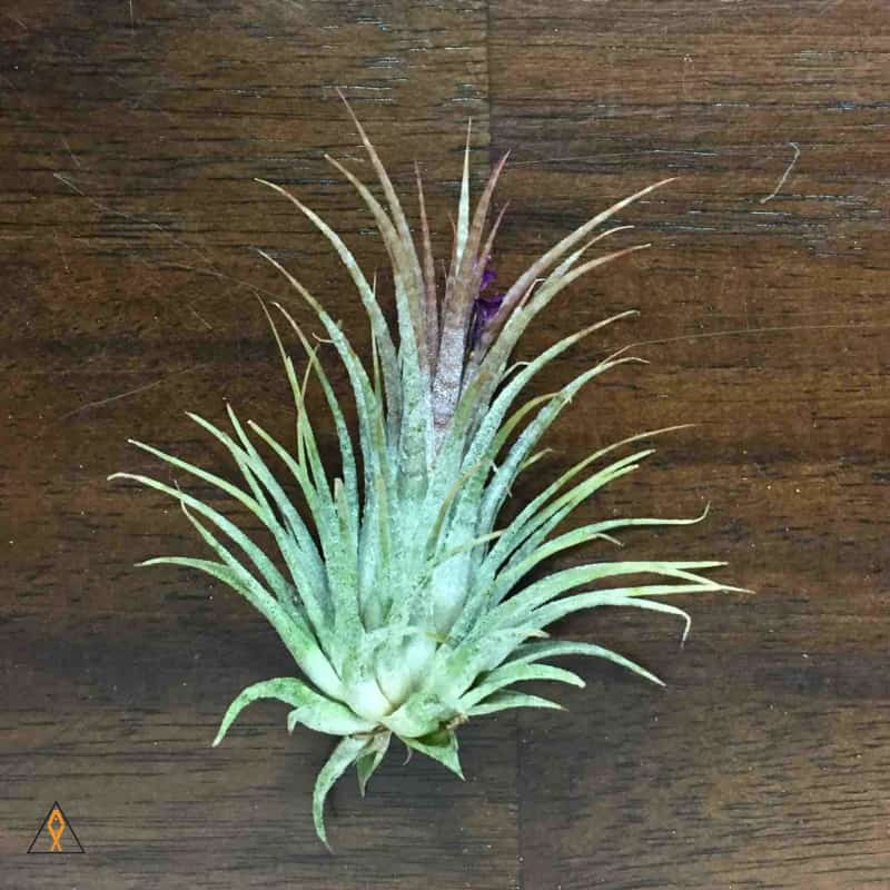 Terrestrial Plant Small (<3") Tillandsia Air Plant