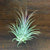 Terrestrial Plant Small (<3") Tillandsia Air Plant