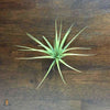 Terrestrial Plant Small (&lt;3&quot;) Tillandsia Air Plant