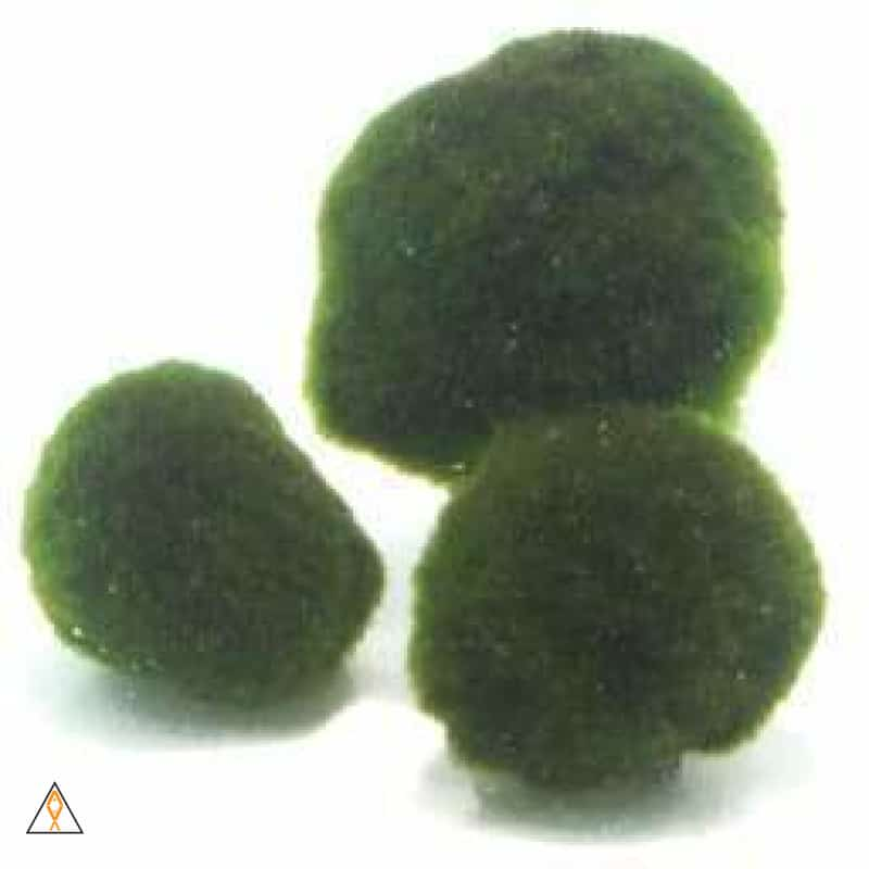 Plants Aegagropila linnaei (Marimo Moss Ball)