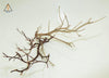 Aquarium Wood Manzanita Wood - ALA