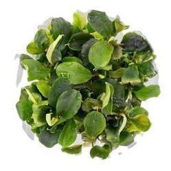 Bucephalandra 'Green Wavy'