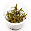 Cryptocoryne axelrodi