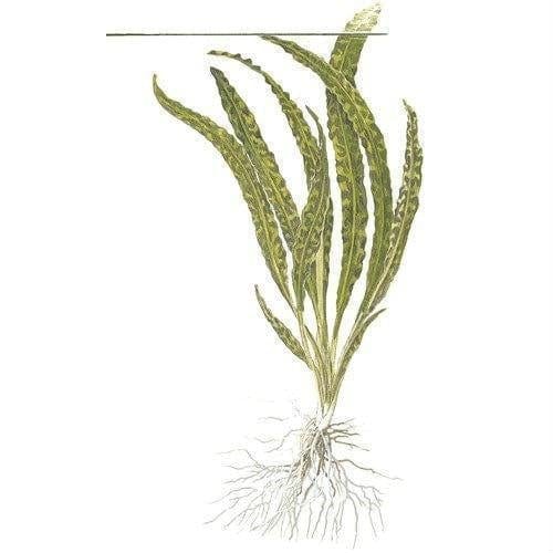 Cryptocoryne crispatula