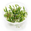 Cryptocoryne lutea