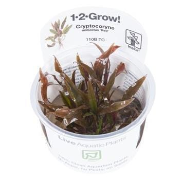 Cryptocoryne undulatus 'red'