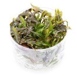 Cryptocoryne walkeri