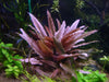 Cryptocoryne wendtii &#39;Pink Panther&#39;