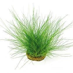 Eleocharis acicularis