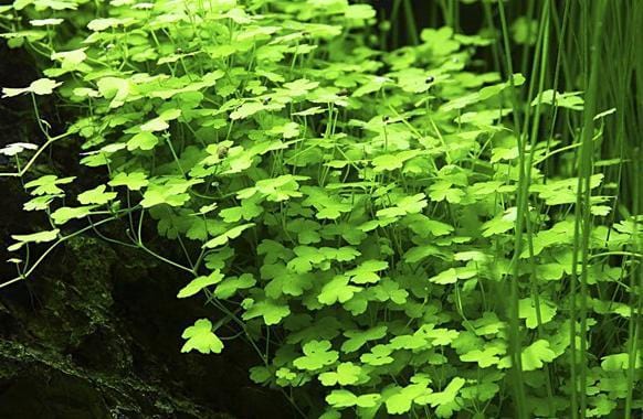 Hydrocotyle tripartita 'Mini'