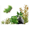 In-Vitro Plant Starter Kit for Low Tech Planted Aquariums - ALA