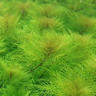 Myriophyllum mattogrossense