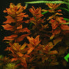 Rotala macrandra &#39;Bangladesh&#39;