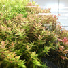 Rotala macrandra &#39;Green&#39;