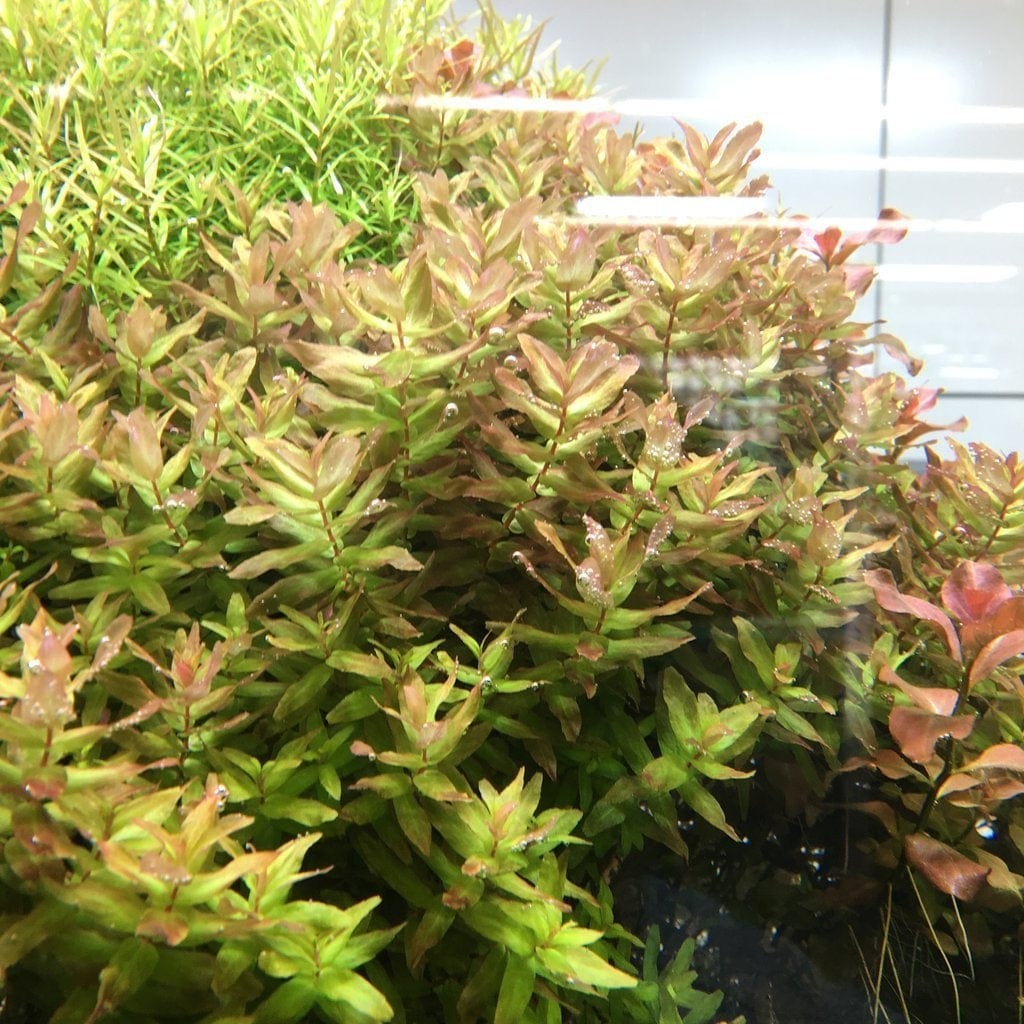 Rotala macrandra 'Green'