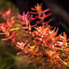 Rotala macrandra &#39;Mini Butterfly&#39;