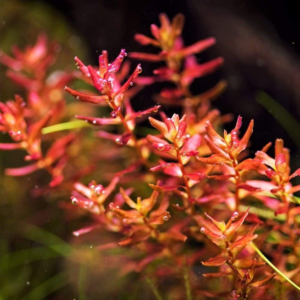 Rotala macrandra 'Mini Butterfly'