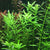 Rotala rotundifolia 'Green'