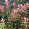 Rotala &#39;Hra&#39;