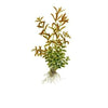 Rotala rotundifolia