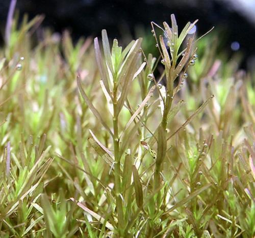 Rotala sp. 'Wayanad'