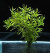 Rotala sp. &#39;Ceylon&#39;