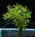 Rotala sp. 'Ceylon'