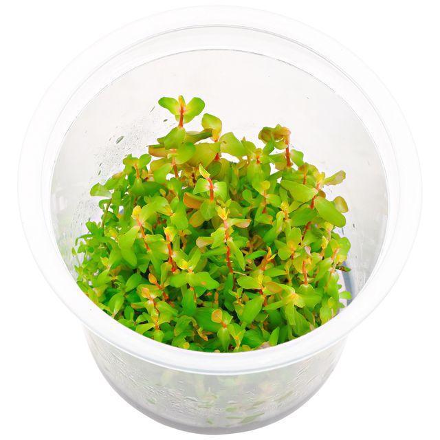 Rotala sp. 'Shimoga'