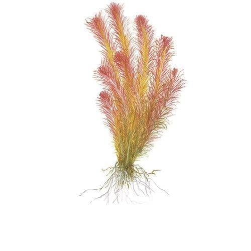 Rotala wallichii