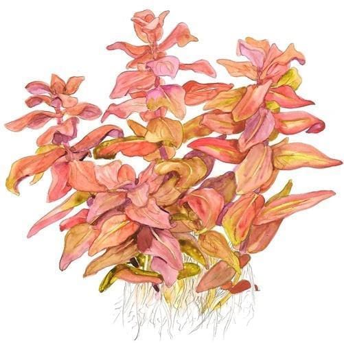 Rotala macrandra