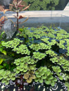 Salvinia sp. Floating Plant