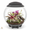 Gray biOrbAIR LED Terrarium - Oase