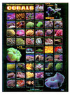 Aquarium Hobbyist Posters - Azoo